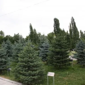 Аллея памяти