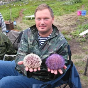 Морские ежи