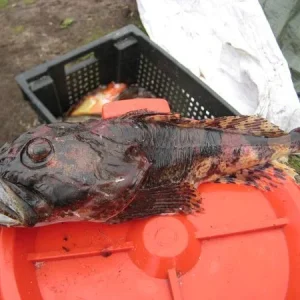 Морской чёрт
Ядовитая рыба, смертельно опасна...
Говорят её голова даёт неплохой навар в уху, но у нас было мало водки и пробовать не решились