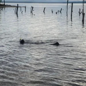 под водой лес))