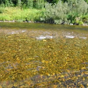 Вода - чище и не сыщешь!