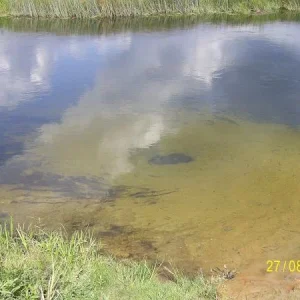 река в Кривце