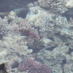 P1010660