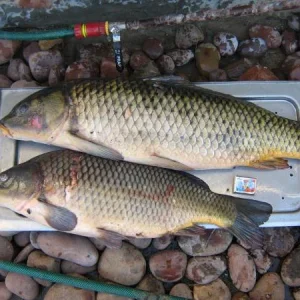 IMG 1861Сазан на 6кг и Карп на 4,5кг