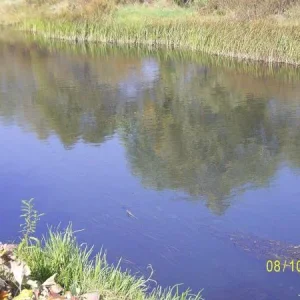 село Кривец