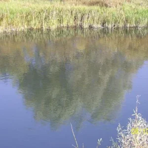 село Кривец