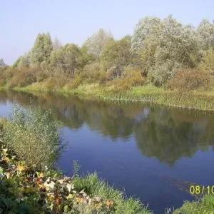 село Кривец