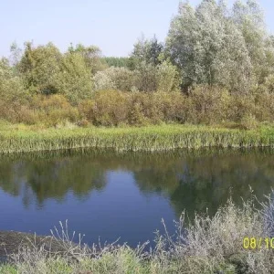 село Кривец