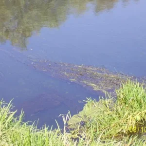 село Кривец