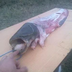 Остались от ко...