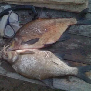 Лещи из р.Устье