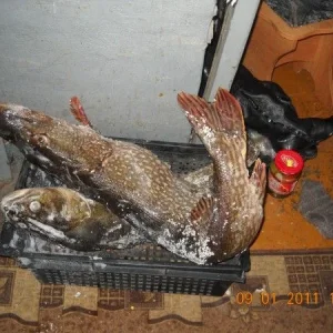 Зимняя добыча