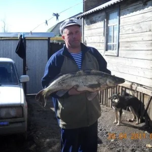 Весенний судачек на 6 кг