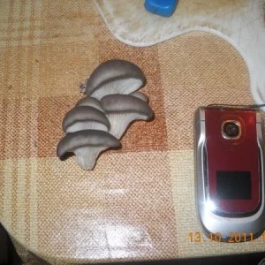 Вешенки