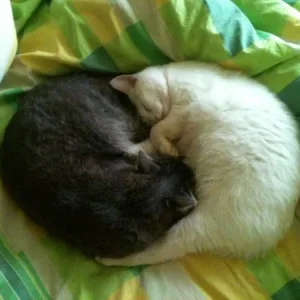 Инь и Янь (мои котэ)