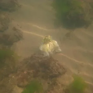 МОРСКАЯ капуста