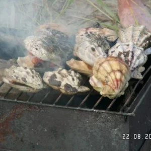 Гребешок Свифта