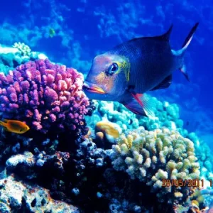 Carangoides fulvoguttatus