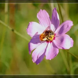 getImage (1)