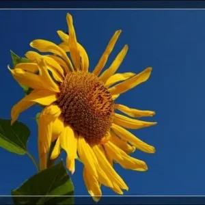getImage (2)