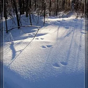 getImage (4)