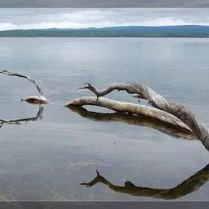 getImage (8)