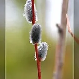 getImage (9)