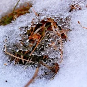 getImage (14)
