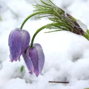 getImage (15)