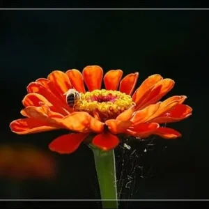 getImage