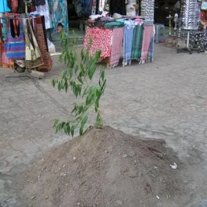 P1010124