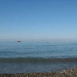 17 утро, море, штиль, птицы