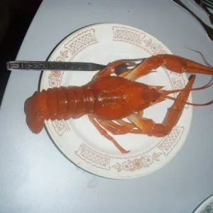 Мега Рак