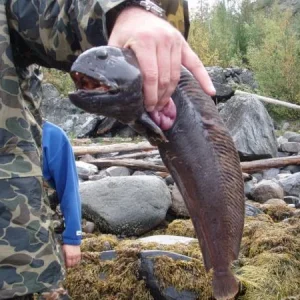 зубатка