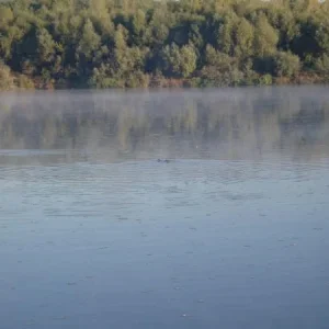 какието зверушки