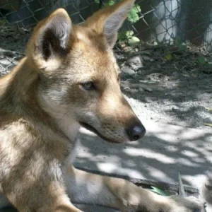 Майка(wolf)