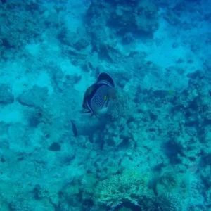 PB142722