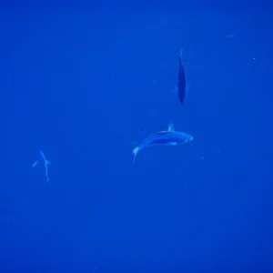 PB142737