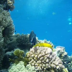 PB162861