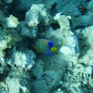PB162864