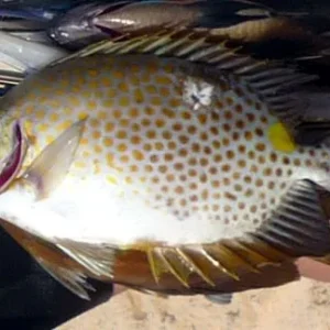 Krolik Семейство Морские лисицы (Siganidae)
