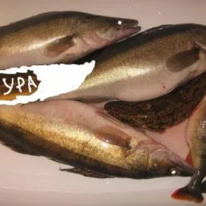 удачная охота