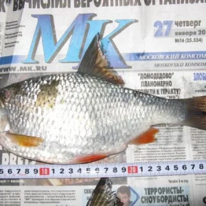 за мегаплотвой
