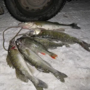 зима