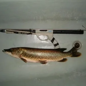 2,8 кг, 70см