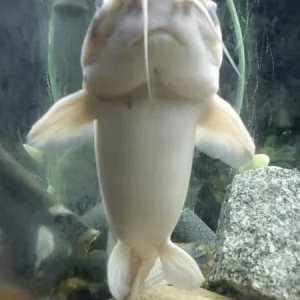 Сом