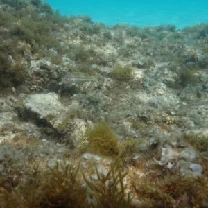 PC140767