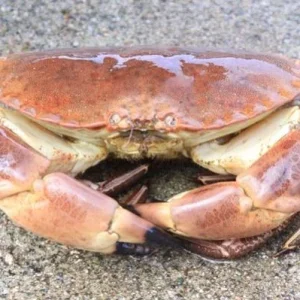 норвегия  IMG 2335