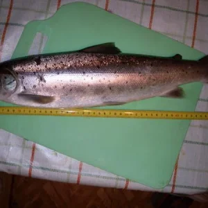 кумжа