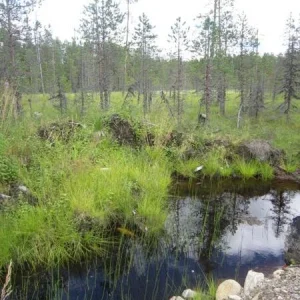 здесь морошка и клюква, еще зеленыя были